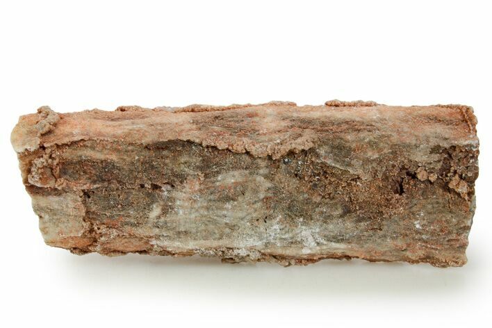 Devonian Petrified Wood (Callixylon) Section - Oldest True Wood #363350